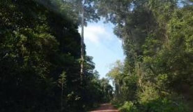 Floresta Moju, Pará