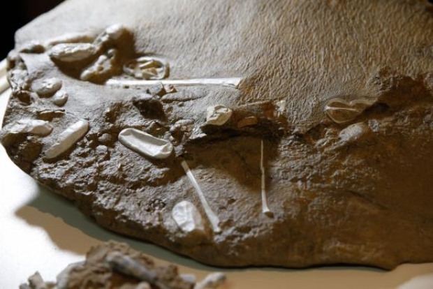 Rio de Janeiro - Pesquisadores brasileiros, em parceria com chineses, apresentam réplicas de descobertas no campo da paleontologia: ovos e restos fossilizados de pterossauros escavados no noroeste da China que ficarão