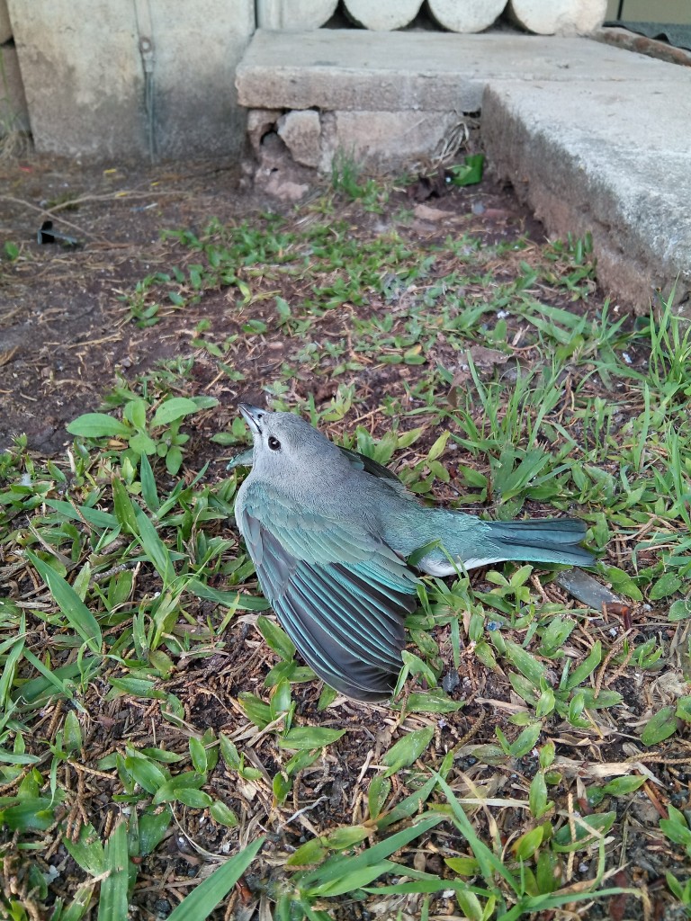 Foto feita com um Quantum FLY. Clique para ampliar.