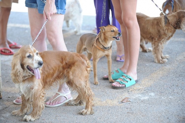 cães, cachorros