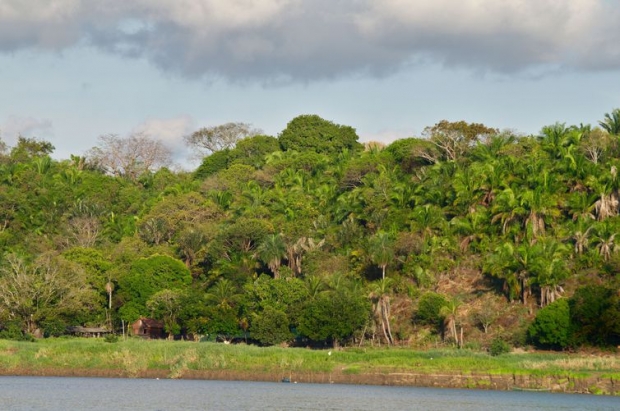 Visão geral da floresta estudada na Amazônia.