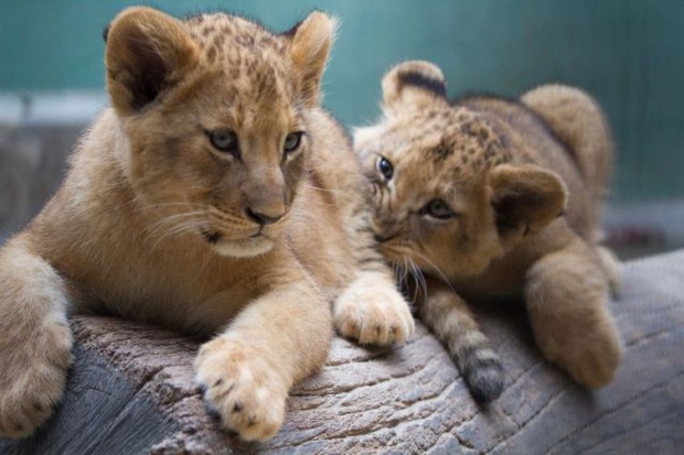 Zoológico de São Paulo faz enquete para escolher nome de pequenas leoas
