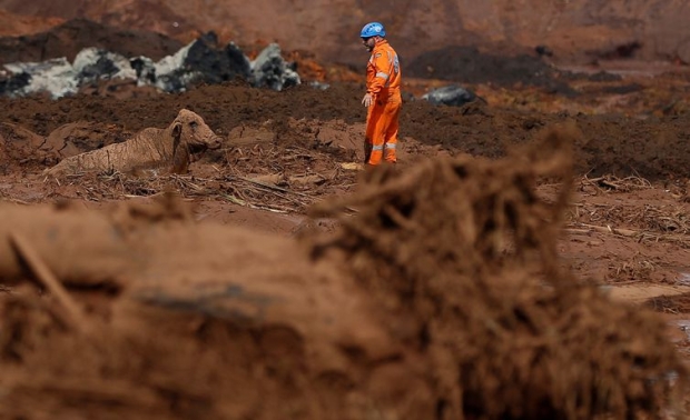 Um boi é visto na lama depois do rompimento de barragem de rejeitos de minério de ferro de propriedade da mineradora Vale, em Brumadinho (MG).