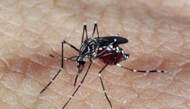 aedes_dengue.jpg