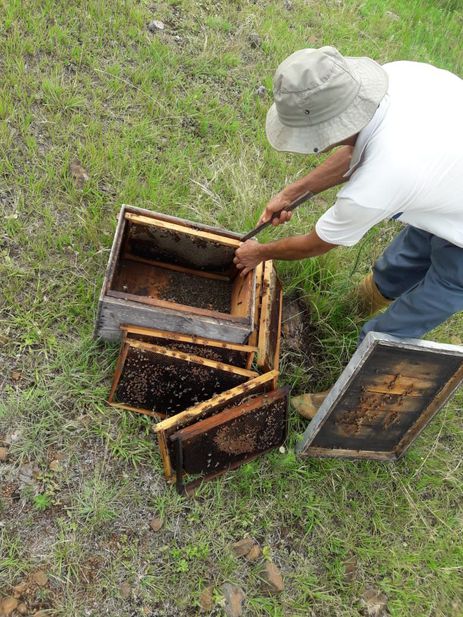 Colmeia morta por contaminação por inseticida