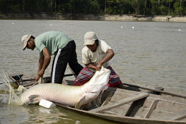 Povo Paumari pesca pirarucu