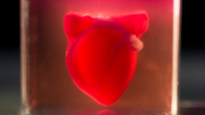 Pesquisadores israelenses imprimem o primeiro coração 3D vascularizado do mundo - 1