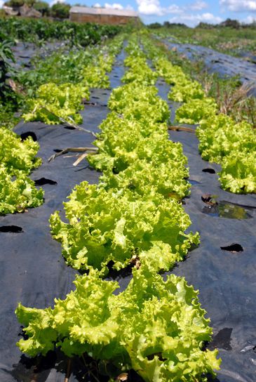 agricultura orgânica