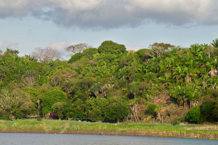 NÃO USAR ESSA FOTO!!! DIREITO RESERVADO!!! Visão geral da floresta estudada