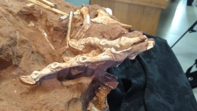 Descoberta nova espécie de dinossauro no noroeste do Paraná - 2
