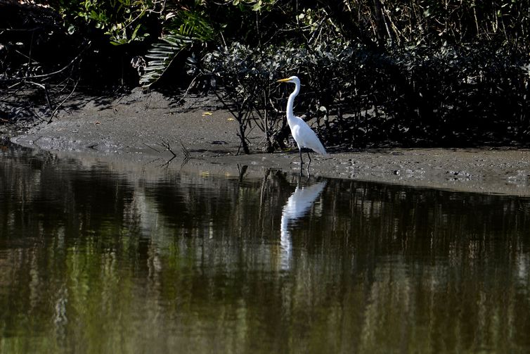 Manguezais da Área de Proteção Ambiental (APA) de Guapi-Mirim e Estação Ecológica da Guanabara, região hidrográfica da Baía de Guanabara, Guapimirim, região metropolitana do Rio de Janeiro.