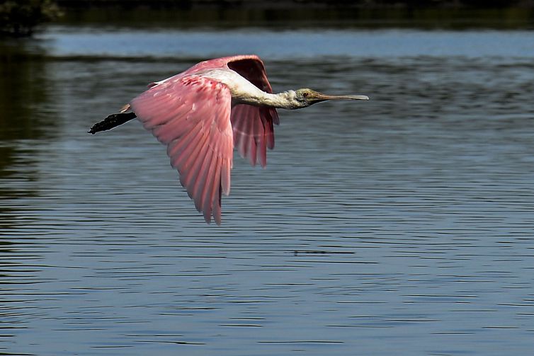 Manguezais da Área de Proteção Ambianetal(APA) de Guapi-Mirim e Estação Ecológica da Guanabara, região hidrográfica da Baía de Guanabara. Na foto o colhereiro, uma das espécies de aves encontradas na área de proteção. 