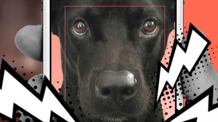 Startup usa reconhecimento facial para identificar cachorros pelo focinho - 1