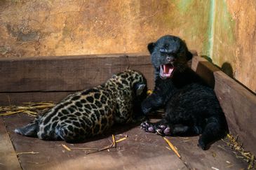 Recinto das Onças - Refúgio Biológico Bela Vista,Panthera onca; RBV; conservacao; especie ameacada de extincao; fauna; filhote; onca; preservacao; reproducao