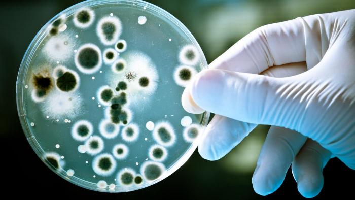 Cientistas conseguem reduzir resistência de superbactérias aos antibióticos - 1