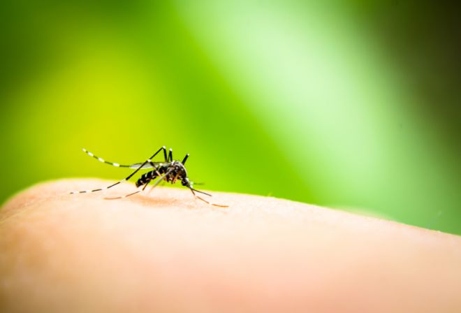 Grafeno é a nova aposta contra picadas de mosquitos - 2