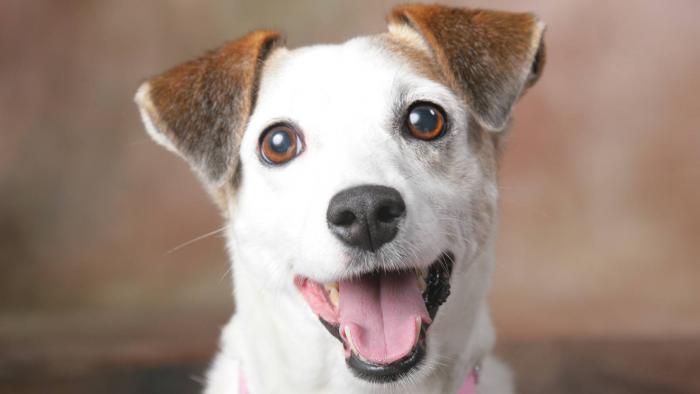 Cães aprendem a 