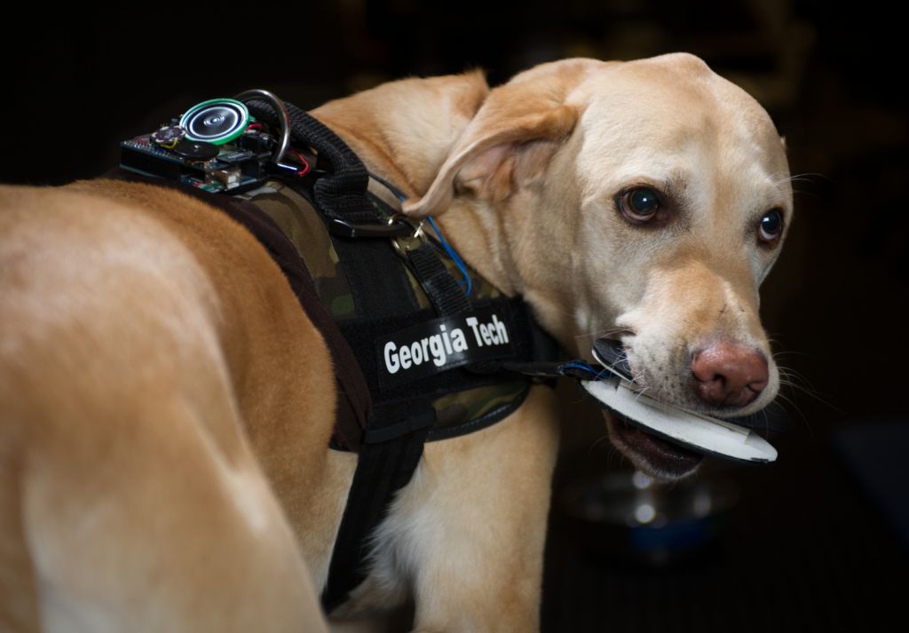 Cães aprendem a