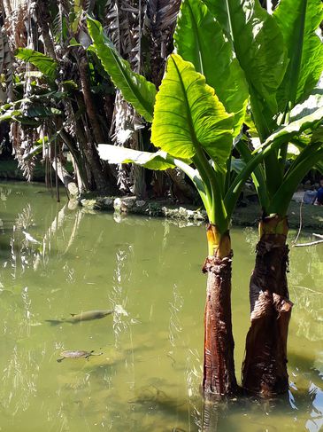 Lago Frei Leandro