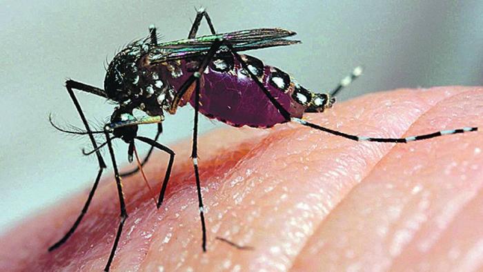 Novo exame que identifica o vírus da Zika deve ajudar as políticas públicas - 1