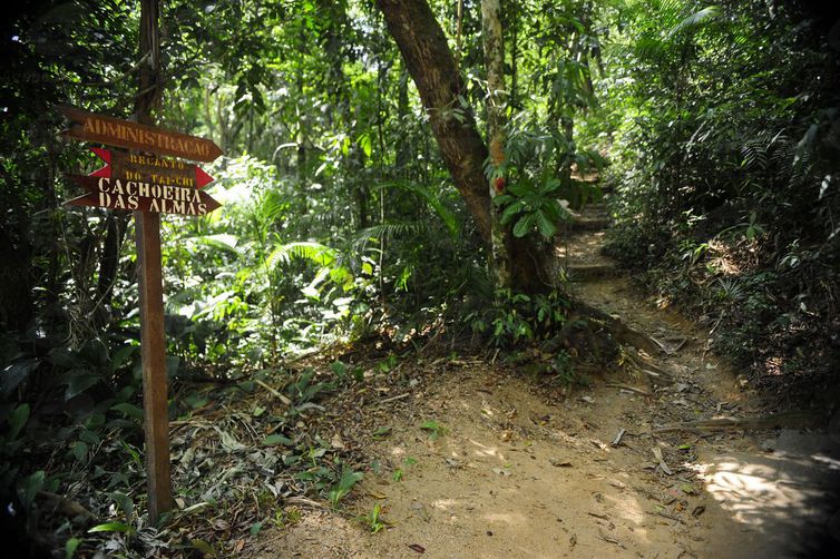 floresta da Tijuca 