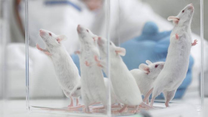 Cientistas revertem problemas cognitivos da Síndrome de Down em ratos - 1
