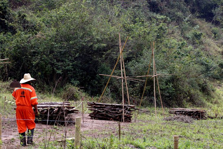  Experimento de restauração florestal em área sob influência de rejeitos da barragem de Fundão, trecho do rio Gualaxo do Norte, um dos principais afluentes do rio Doce, que abrange os municípios de Mariana, Ouro Preto e Barra Longa