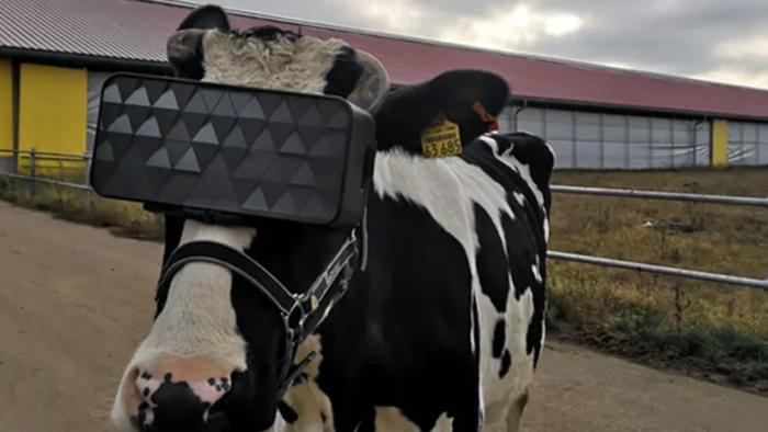 Por que vacas estão usando óculos de realidade virtual na Rússia? - 1