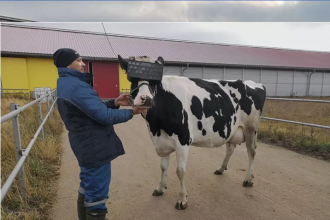 Por que vacas estão usando óculos de realidade virtual na Rússia? - 2