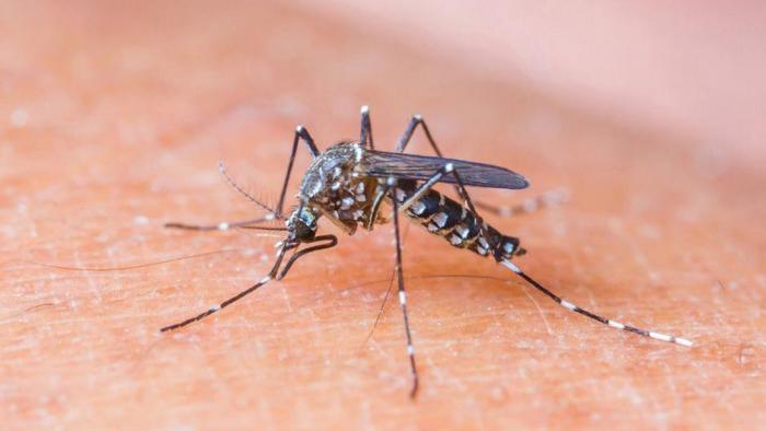 Vírus da zika pode ser a arma contra o câncer de próstata - 1