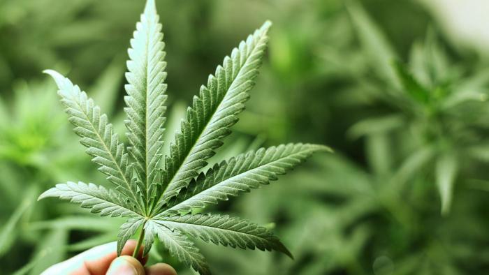 Anvisa liberou a maconha? Quais as ligações entre cannabis, ciência e Brasil? - 1