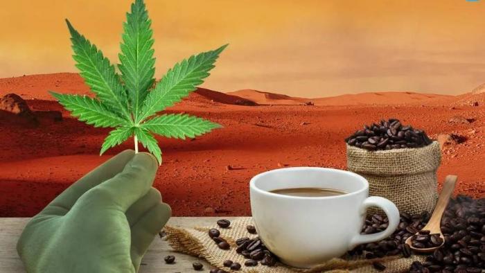 Cannabis e café serão enviados ao espaço; entenda o objetivo do experimento - 1