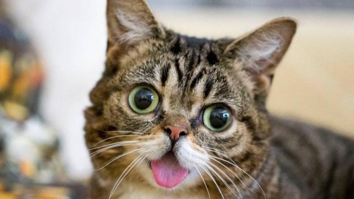 Famosa na internet, a falecida gata Lil Bub terá suas cinzas enviadas ao espaço - 1