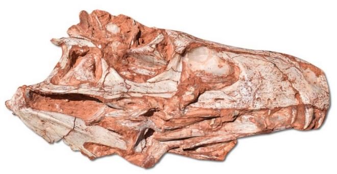 Fóssil encontrado no Brasil pode ser do primeiro dinossauro carnívoro da Terra - 2