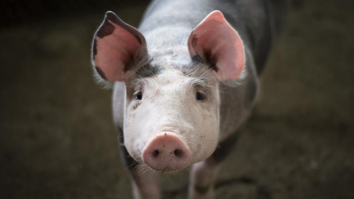 Inovação suína: da doação de órgãos para humanos ao bacon de laboratório - 1