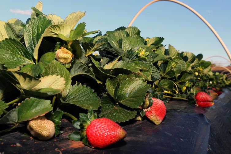 Brazlândia (DF) - Em setembro, diversas cidades do país promovem a festa do morango. Com tecnologia, agricultores conseguem colher a fruta o ano todo (Valter Campanato/Agência Brasil)