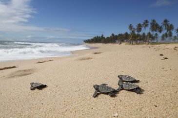  Soltura de filhotes de tartarugas monitorados pelo Projeto Tamar