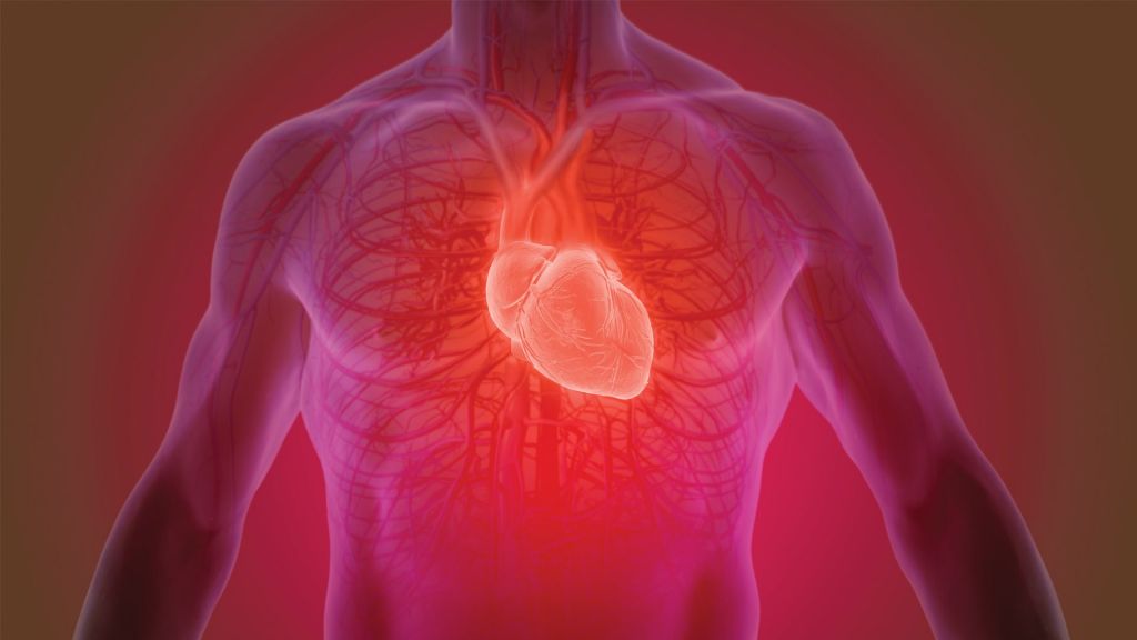 Cientistas transformaram células-tronco em tecido cardíaco — e transplantaram! - 2