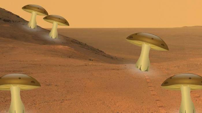 Colônias espaciais poderão contar com casas feitas de fungos - 1