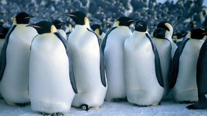 Inteligência artificial está sendo usada para combater extinção de pinguins - 1