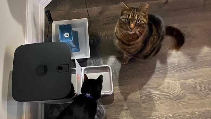 Alimentadores “inteligentes” ficam fora do ar e deixam gatos sem almoço - 1