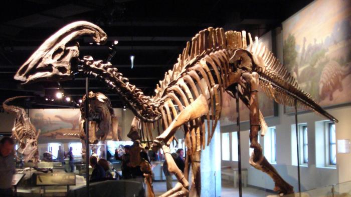 Doença rara que acomete humanos é descoberta em fóssil de dinossauro - 1