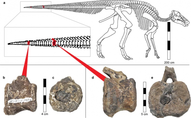 Doença rara que acomete humanos é descoberta em fóssil de dinossauro - 2