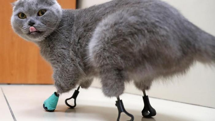 Gato russo ganha patinhas de titânio depois de ter membros congelados pela neve - 1