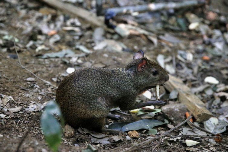 Oito cutias são soltas no Parque Nacional da Tijuca. A espécie foi escolhida por ser nativa e uma importante dispersora de sementes. O animal chega a enterrar os grãos para consumir depois, favorecendo a restauração florestal.