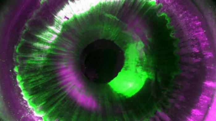 Técnica gera imagens de órgãos transparentes e vai ajudar a criar réplicas em 3D - 1