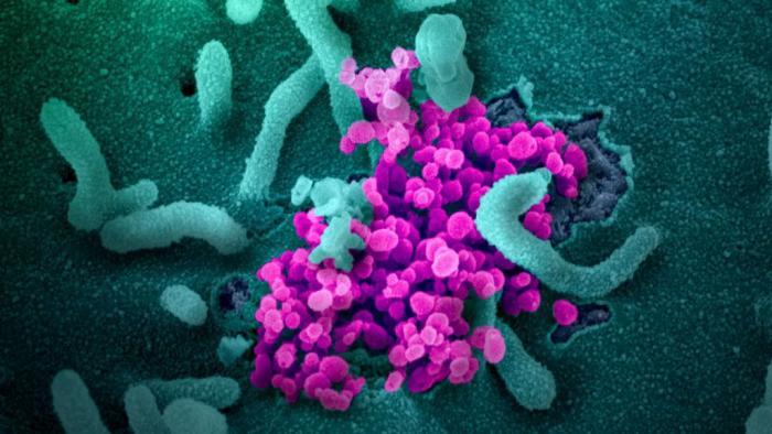 Mutação do novo coronavírus entre humanos é baixa, afirmam cientistas - 1