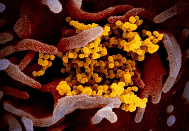 Mutação do novo coronavírus entre humanos é baixa, afirmam cientistas - 2
