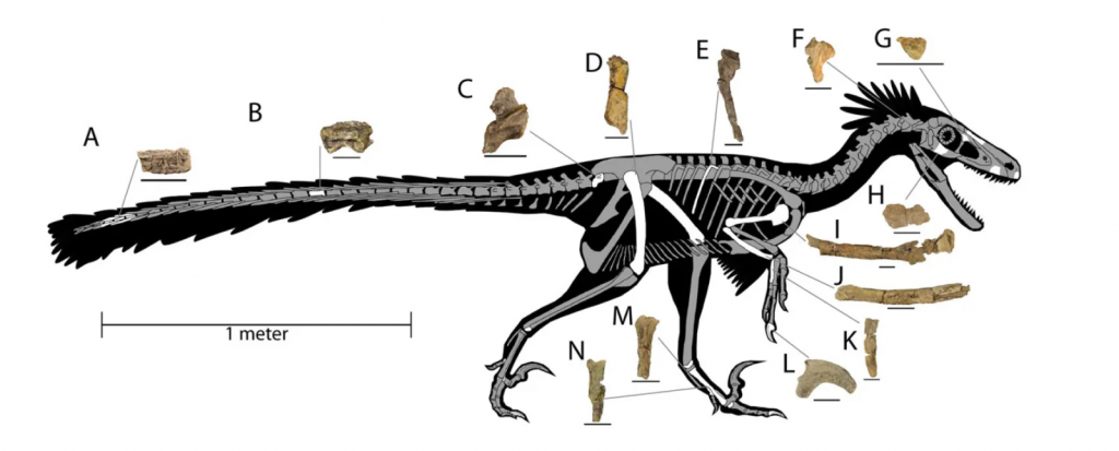 Nova espécie de dinossauro predador