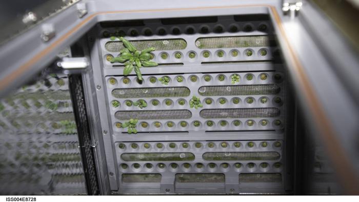 Tem um pé de soja no espaço! Descubra desafios e benefícios desse cultivo na ISS - 1